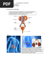 Atlas Sistema Renal