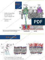 Membrana Externa PDF