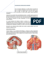 Vascularizacion e Inervacion de Abdomen PDF