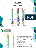 Columna Vertebral