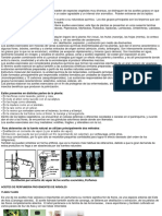 Aceites Esenciales