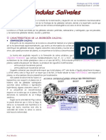 Glándulas Salivales (N°16) PDF