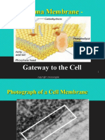 Plasma Membrane