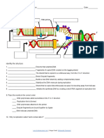 DNA Replication - Labeling