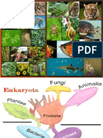 Organisme Pluricelulare