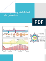 Transporte y Viabilidad de Gametos