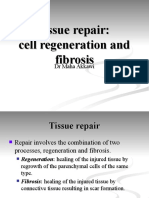 Tissue Repair: Cell Regeneration and Fibrosis