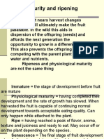 Maturity and Ripening: As Fruit Nears Harvest Changes