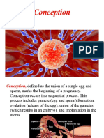 Fertilization Fetal Development