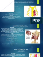 Músculos Anatomía