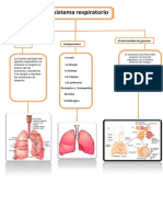 El Sistema Respiratorio: Función Componentes El Intercambio de Gaseoso