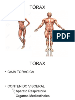 Cavidad Torácica y Aparato Respiratorio