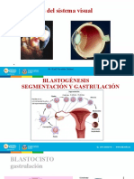 Neuroanatomía Embriología Del Ojo Diapositivas