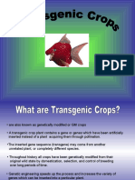 37750416-Transgenic-Crops Modified.....