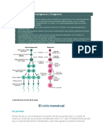 Diferencia Entre Espermatogénesis y Ovogénesis