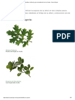 Identificar Mi Bonsái, Guía de Identificación de Los Árboles - Bonsai Empire