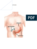 The Pancreas: Anatomy and Functions