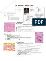 Muscular Nerve Tissue Filll in Notes Student Kd13