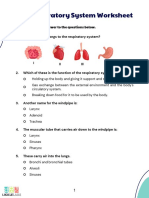 The Respiratory System Worksheet