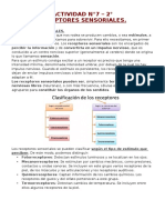 Actividad N°7 - 2° Receptores Sensoriales