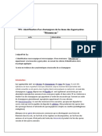 TP Identification D'un Champignon de La Classe Des Zygomycetes ''Rhizopus SP.''