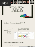 Comparacion de SNC en Vertebrados e Invertebrados 2