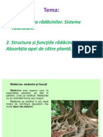 Diversitatea Rădăcinilor. Sisteme Radiculare