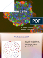 Stem Cell Project