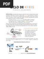 Ciclo de Krebs