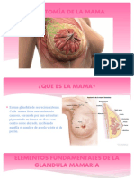 Anatomía de La Mama