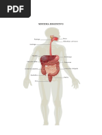 Cuerpo Humano y Sus Partes