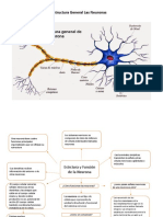 Las Neuronas