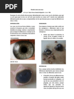 Informe Laboratorio Disección Ojo de Vaca.