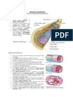 3ro Aparato Circulatorio