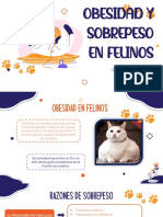 Obesidad en Gatos