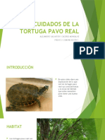 Cuidados de La Tortuga Pavo Real