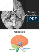 Clase Anatomia Tronco Encefalico Mod