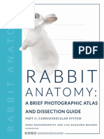 Rabbit Anatomy - Atlas and Dissection Guide - Part 2 - Cardiovascular System - Second Edition