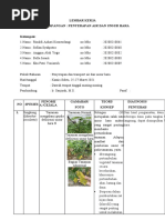 Laporan Defisiensi Unsur Hara Kel.2 Dan Laporan Individu