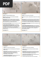 Documentary Storyboard