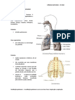 Sistema Respiratório Humano