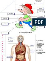 El Cuerpo Humano