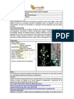 Aproscello Ficha PDF 34