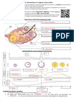 Schéma Cycle Reproducteur Femme SVT