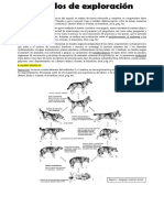 Métodos de Exploración Examen Clínico