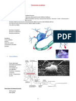 Transmission Synaptique