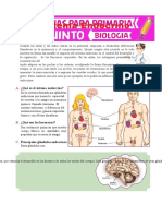 Sistema Endocrino para Quinto de Primaria