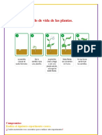 Ciclo de Vida de Las Plantas y Experimentos de La Semilla.