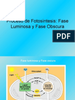 2.proceso Fotosintesis, Fase Luminosa y Oscura