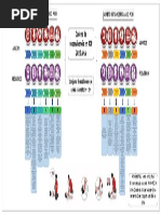 Mapa Conceptual Eslabones Cadena de Supervivencia Aha